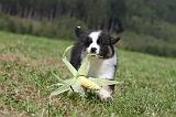 BERGER AUSTRALIEN PUPPIES 061